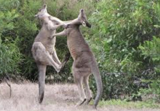 Kangaroo playing