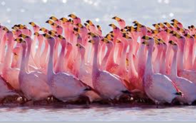 Flamingos go