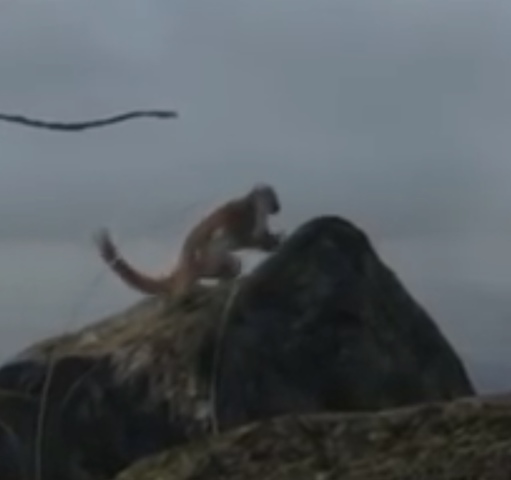 La evolución de los mamiferos