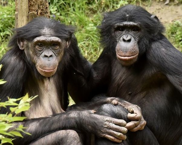 Evolucion de mamiferos