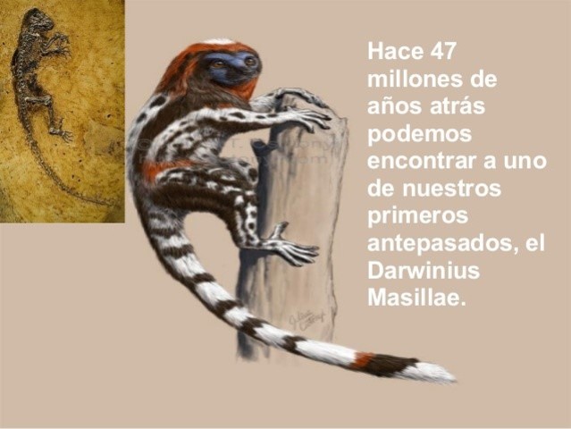 Hace 47 Millones de Años