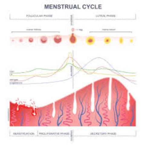 Ovulation