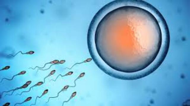 Conception: egg and cell