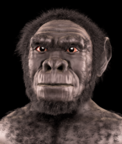 Homo habilisa