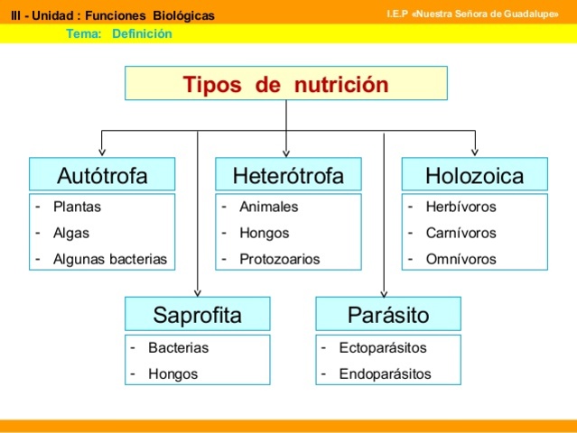 DIVISIÓN DE LA NUTRICIÓN