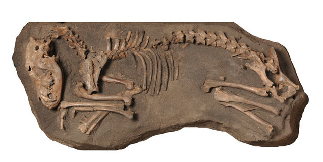 hond uit de prehistorie