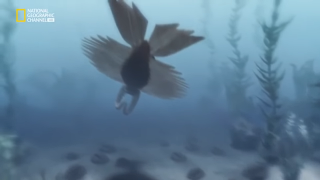 Animales en el agua?