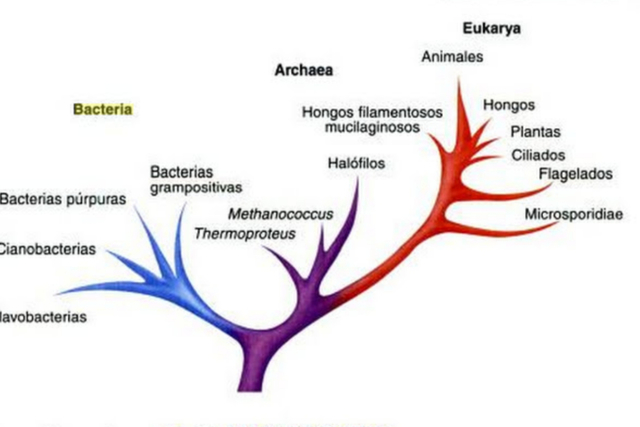 Sistema tradicional de animales y plantas