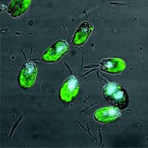 Primer experimento con algas para biodiesel (NREL)