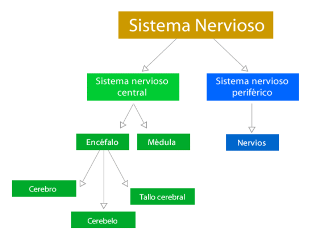 El surgimiento del sistema nervioso.