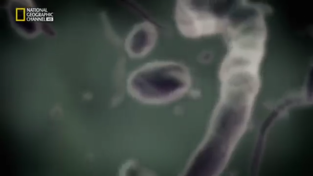 Conformación de las chimeneas submarinas.