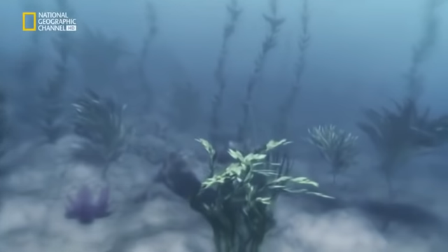 Vegetación y plantas