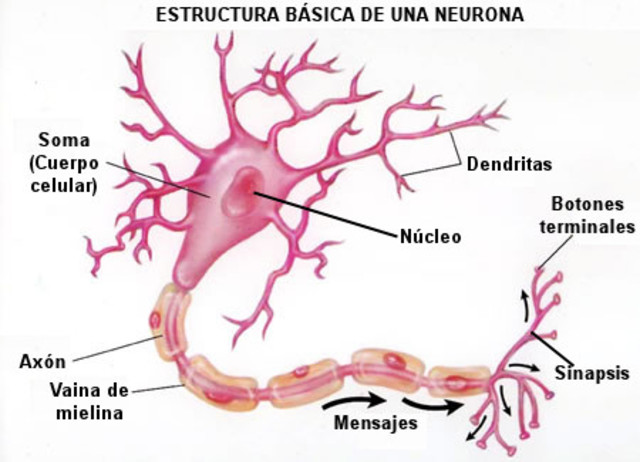 El surgimiento de las primeras neuronas