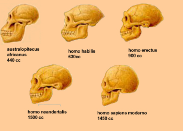 Características únicas de su cerebro