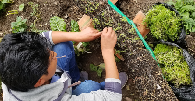 Siembra de plantas en la Topiaria