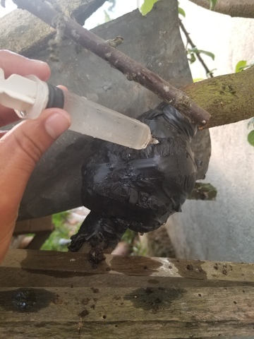 Revision Y Riego en los diferentes acodos aereos