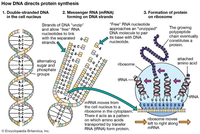Human Genome Project