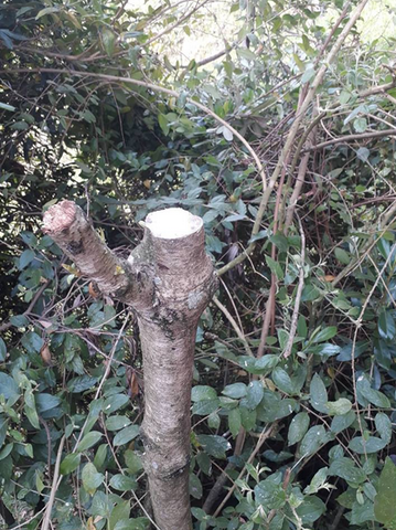 poda de un arbol para realizar un acodo