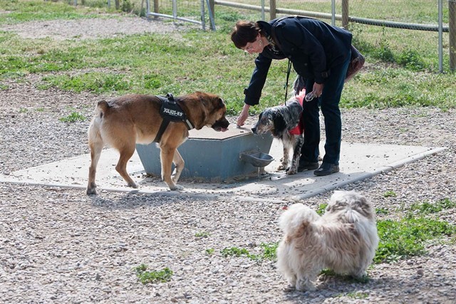 ESPACIO CANINO EN EL PARQUE DEL RETIRO