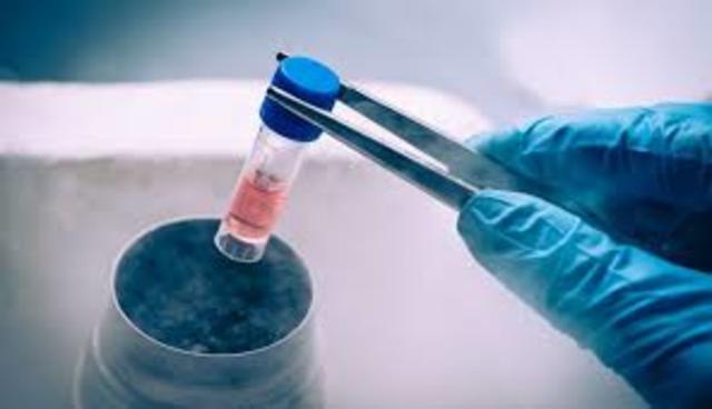 Ciencia Ovulos células madre