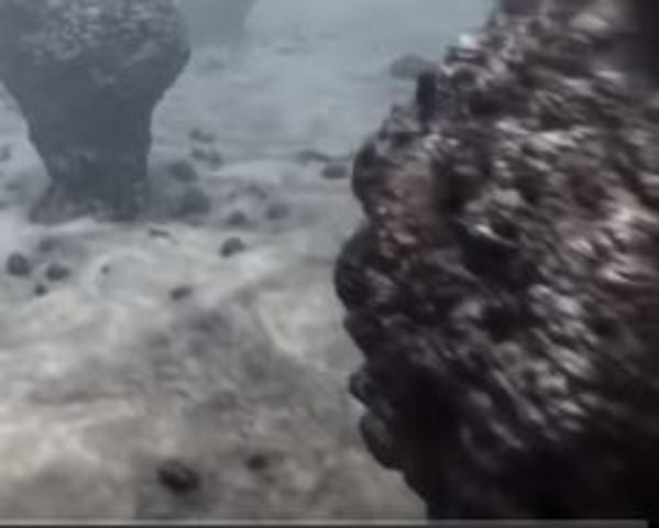 llegada de bacterias