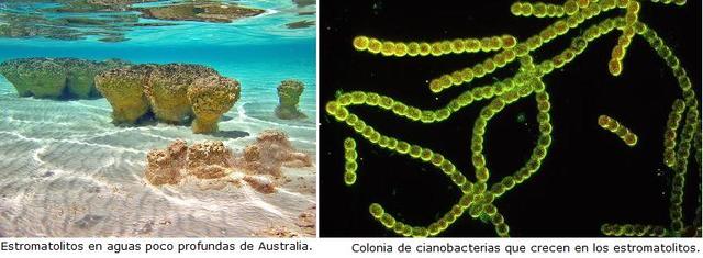 PRIMERAS CIANOBACTERIAS