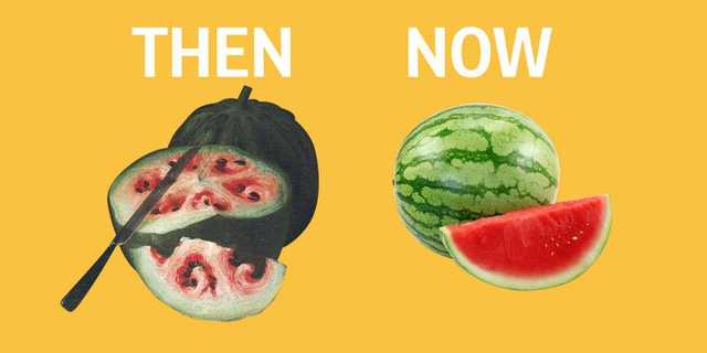 addomesticamento specie vegetali