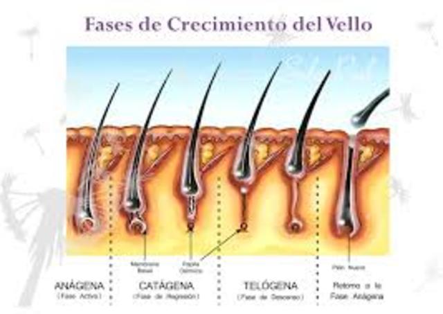 APARICIÓN DEL VELLOS AXILAR Y PÚBICO