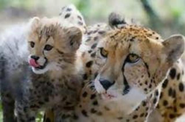 Johannesburgo (República de Sudáfrica)