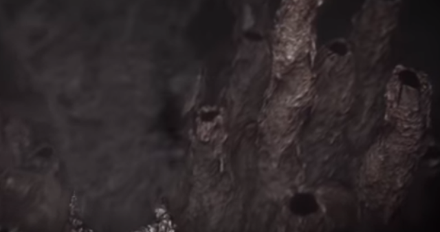 PRIMEROS SERES VIVOS