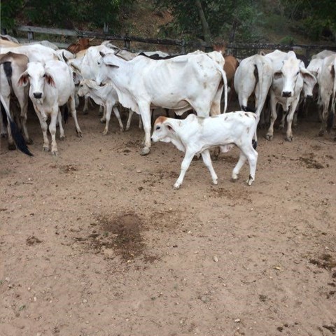 WILBERTH JIMMY ROMERO ESCOBAR