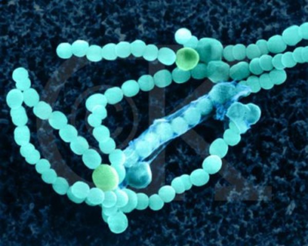 6. el primer ser vivo