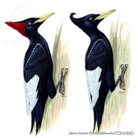 El pájaro carpintero imperial.