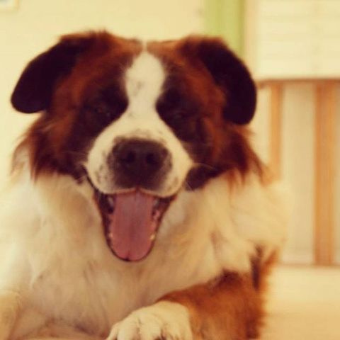 Día en que me regalaron a bruno