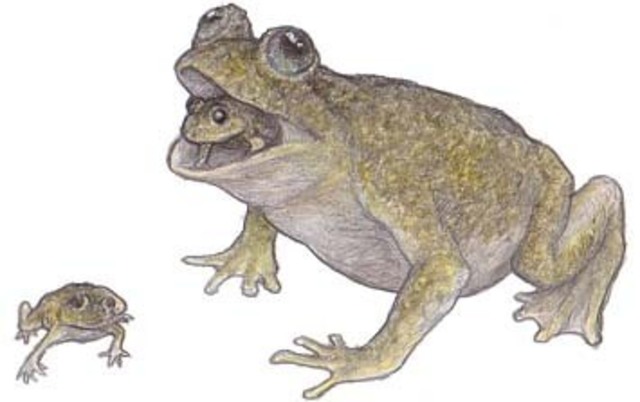 Rana de Australia (Rheobatrachus silus)