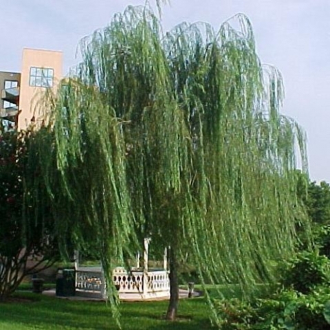 Elección de la Planta Madre