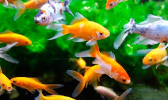 Edward Forbes Historia de los peces de estrella británicos