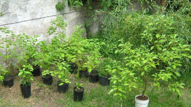 Inauguración de Proyecto