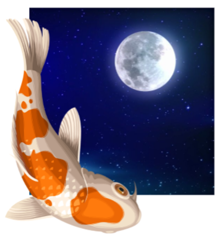 Koi Fish