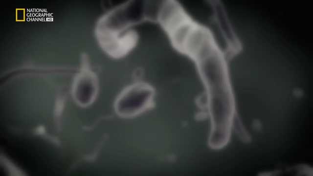 PRIMERAS FORMAS DE VIDA: LAS BACTERIAS