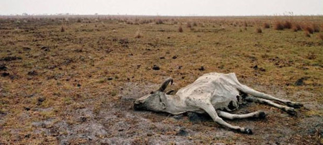 Sequías en aumento en la sabana