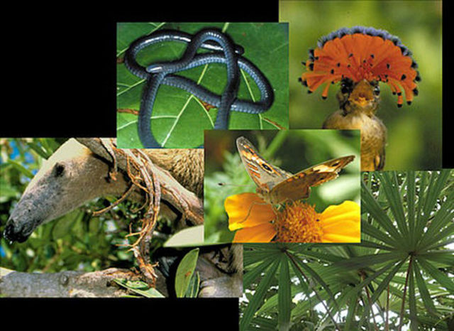 Creación del Código Nacional de Recursos Naturales Renovables y de Protección al Medio Ambiente