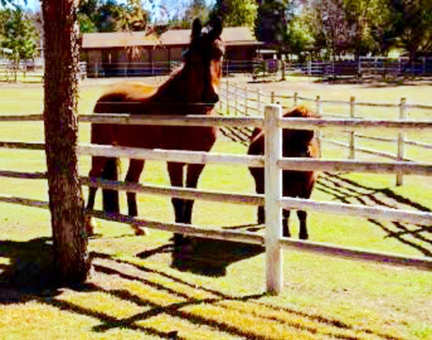 when I got my first cow and horse (cerca)