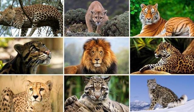 CONSERVACIÓN DE LA VIDA SILVESTRE