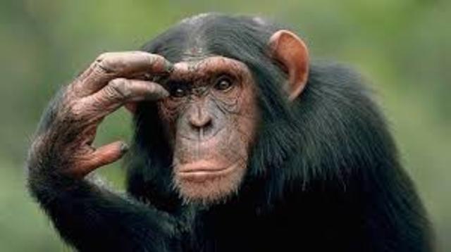 la adaptacion del simio