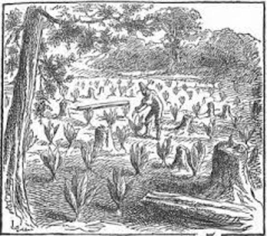 Tobacco as a Cash Crop