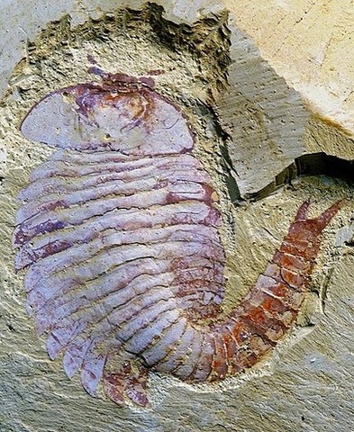 Surgimiento del primer cerebro.