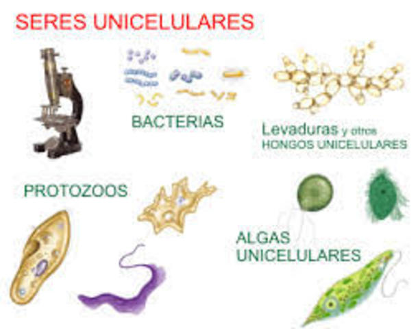 Unicelulares