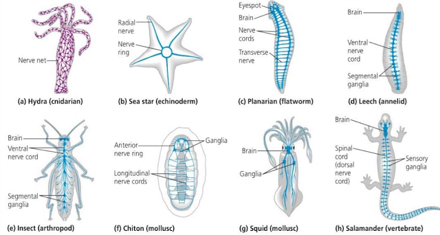 Sistema Nervioso de los Invertebrados