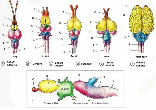 Sistema Nervioso de los Vertebrados